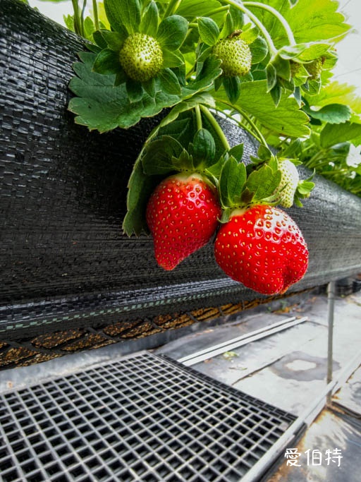 桃園蘆竹採草莓推薦|八角店高架草莓,溫室無毒紅顏草莓超甜 @愛伯特