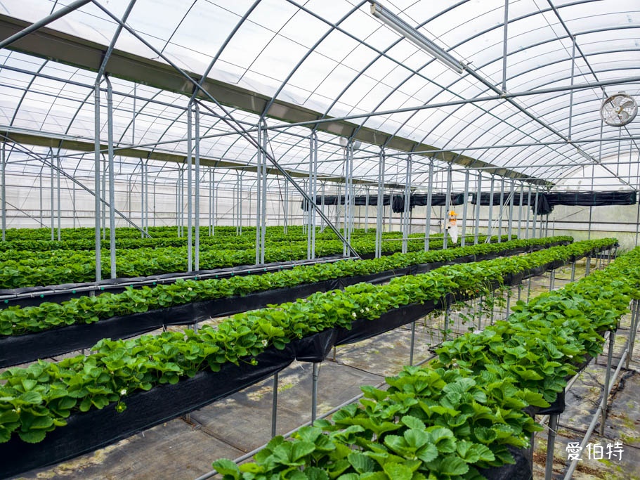 桃園蘆竹採草莓推薦|八角店高架草莓,溫室無毒紅顏草莓超甜 @愛伯特