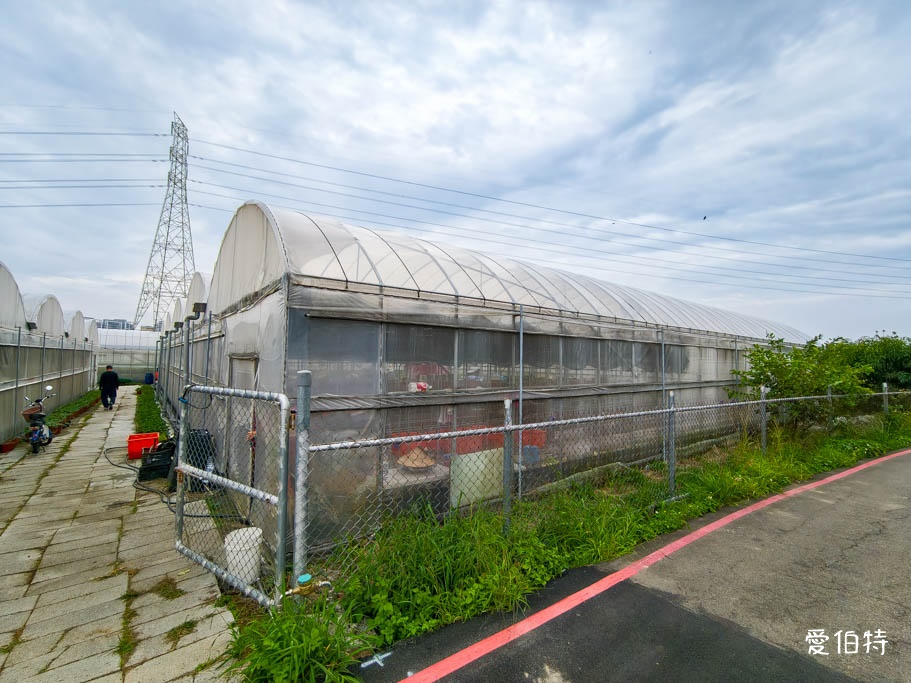 桃園蘆竹採草莓推薦|八角店高架草莓,溫室無毒紅顏草莓超甜 @愛伯特