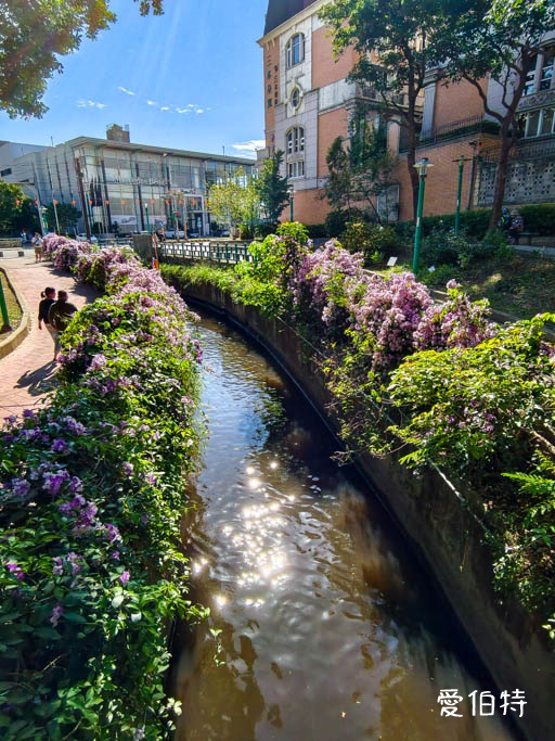 桃園蒜香藤推薦｜中壢莒光公園，楊梅頭重溪公園，平鎮石門大圳 @愛伯特