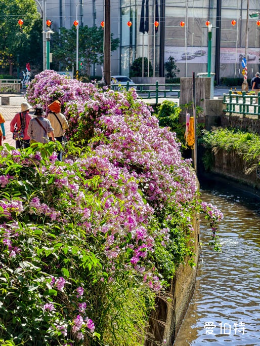 桃園蒜香藤推薦｜中壢莒光公園，楊梅頭重溪公園，平鎮石門大圳 @愛伯特