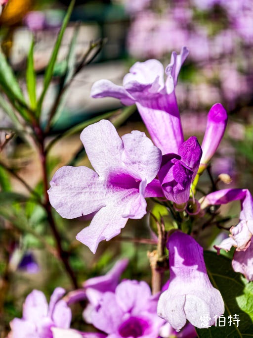 桃園蒜香藤推薦｜中壢莒光公園，楊梅頭重溪公園，平鎮石門大圳 @愛伯特