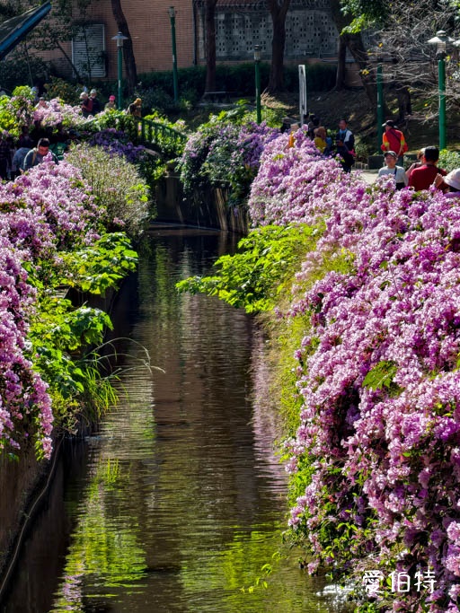 桃園蒜香藤推薦｜中壢莒光公園，楊梅頭重溪公園，平鎮石門大圳 @愛伯特