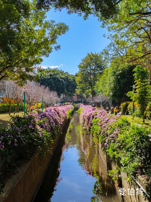 桃園蒜香藤推薦｜中壢莒光公園，楊梅頭重溪公園，平鎮石門大圳 @愛伯特