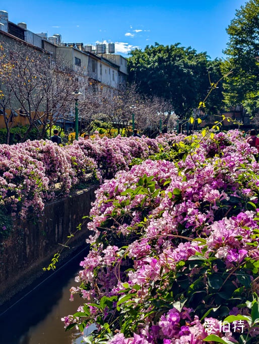 桃園蒜香藤推薦｜中壢莒光公園，楊梅頭重溪公園，平鎮石門大圳 @愛伯特