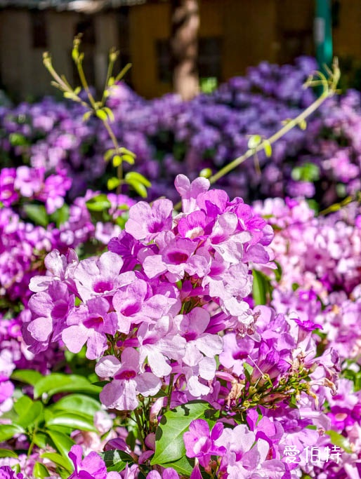 桃園蒜香藤推薦｜中壢莒光公園，楊梅頭重溪公園，平鎮石門大圳 @愛伯特