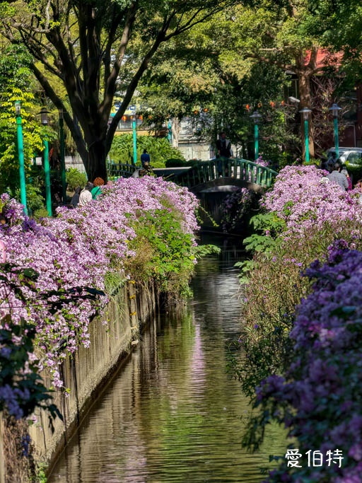 桃園蒜香藤推薦｜中壢莒光公園，楊梅頭重溪公園，平鎮石門大圳 @愛伯特