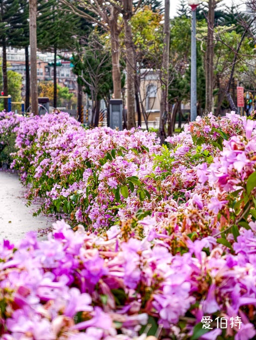 桃園蒜香藤推薦｜中壢莒光公園，楊梅頭重溪公園，平鎮石門大圳 @愛伯特