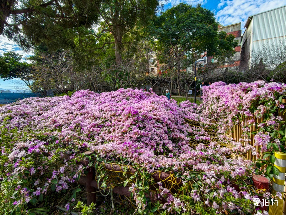 2026桃園中壢莒光公園｜平地就可以賞櫻花，八重櫻，蒜香藤 @愛伯特