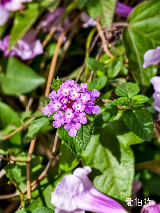 2026桃園中壢莒光公園｜平地就可以賞櫻花，八重櫻，蒜香藤 @愛伯特