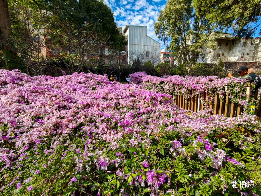 2026桃園中壢莒光公園｜平地就可以賞櫻花，八重櫻，蒜香藤 @愛伯特
