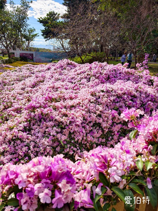 2026桃園中壢莒光公園｜平地就可以賞櫻花，八重櫻，蒜香藤 @愛伯特