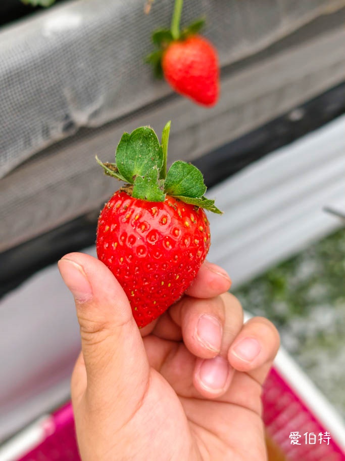 桃園採草莓去哪？觀音夢哆啦農場X林家古厝，紅顏DIY半日遊 @愛伯特