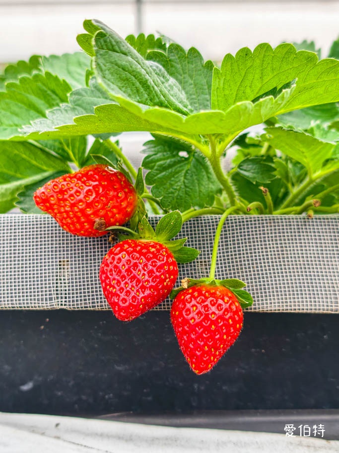 桃園採草莓去哪？觀音夢哆啦農場X林家古厝，紅顏DIY半日遊 @愛伯特