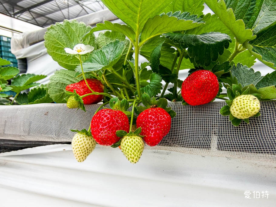 桃園採草莓去哪？觀音夢哆啦農場X林家古厝，紅顏DIY半日遊 @愛伯特