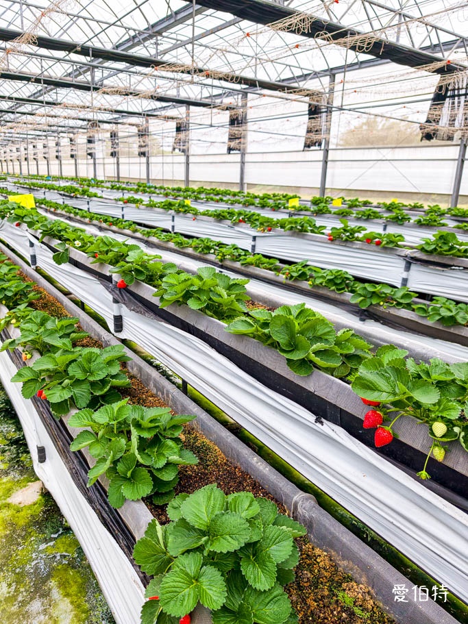 桃園採草莓去哪？觀音夢哆啦農場X林家古厝，紅顏DIY半日遊 @愛伯特