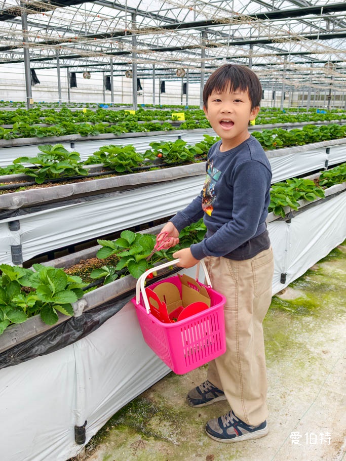桃園採草莓去哪？觀音夢哆啦農場X林家古厝，紅顏DIY半日遊 @愛伯特