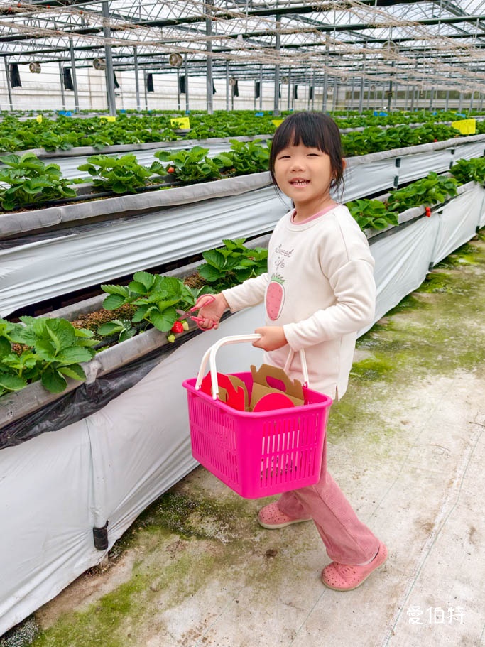 桃園採草莓去哪？觀音夢哆啦農場X林家古厝，紅顏DIY半日遊 @愛伯特