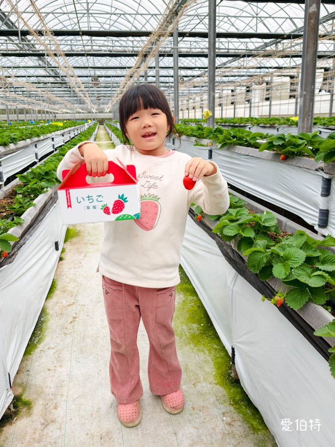 桃園採草莓去哪？觀音夢哆啦農場X林家古厝，紅顏DIY半日遊 @愛伯特