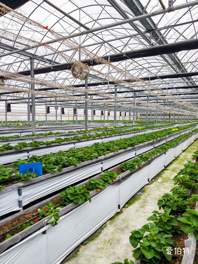 桃園採草莓去哪？觀音夢哆啦農場X林家古厝，紅顏DIY半日遊 @愛伯特