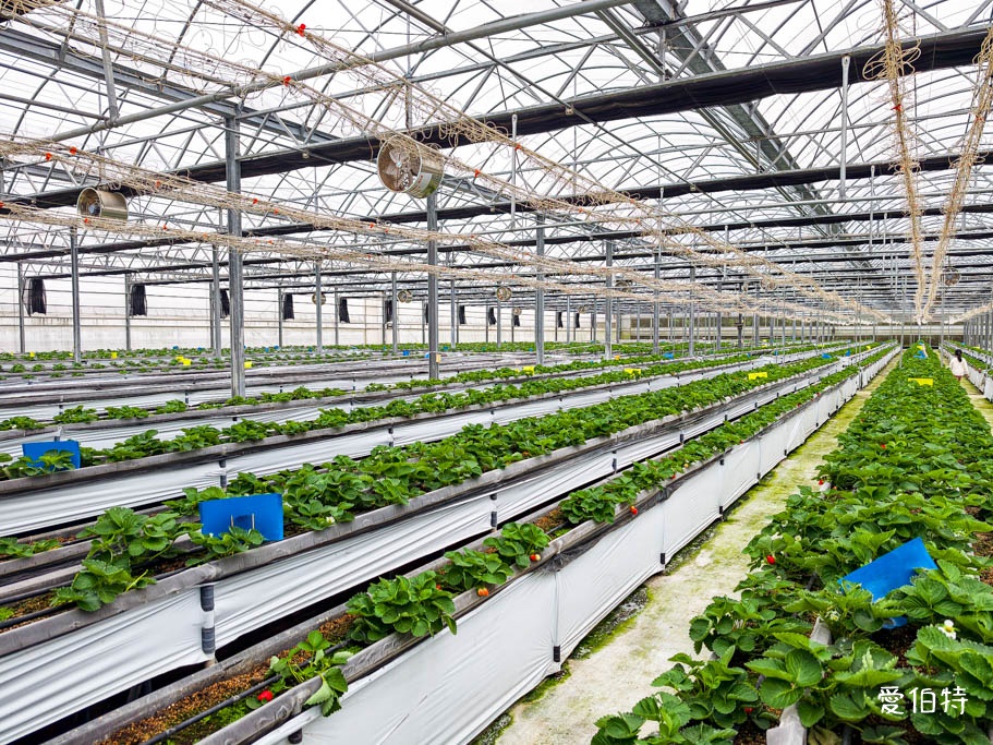 桃園採草莓去哪？觀音夢哆啦農場X林家古厝，紅顏DIY半日遊 @愛伯特