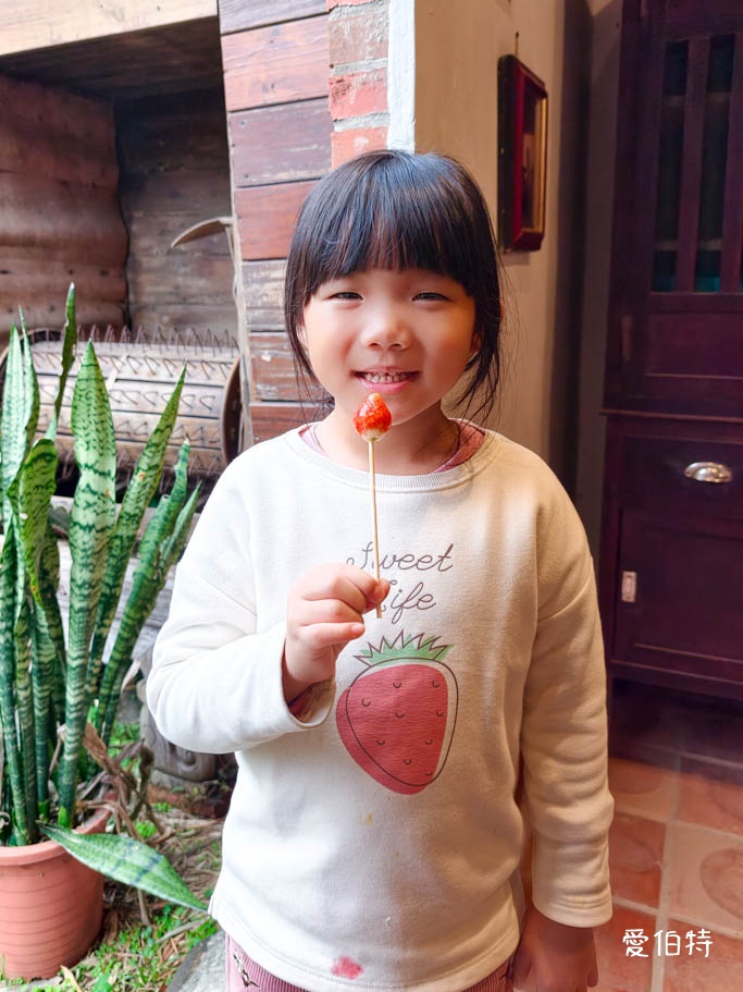 桃園採草莓去哪？觀音夢哆啦農場X林家古厝，紅顏DIY半日遊 @愛伯特