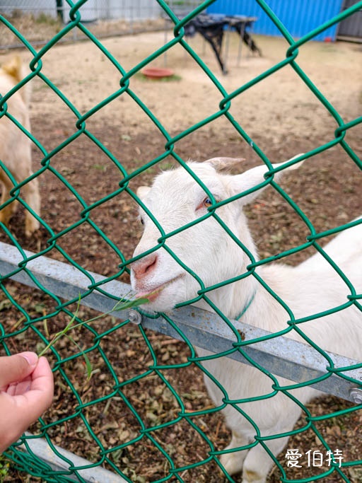 桃園大園親子採草莓推薦｜青青草莓蔬果農場，溫室無毒餵動物一日遊 @愛伯特