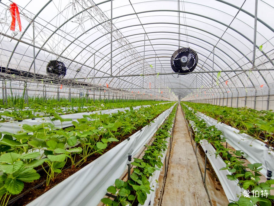 桃園大園親子採草莓推薦｜青青草莓蔬果農場，溫室無毒餵動物一日遊 @愛伯特