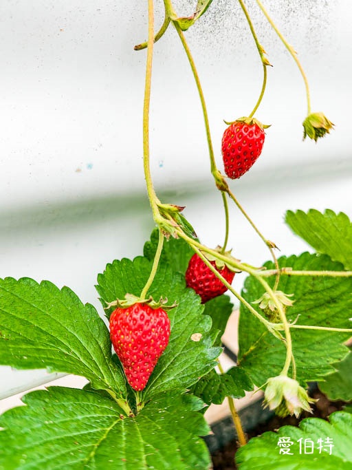 桃園大園親子採草莓推薦｜青青草莓蔬果農場，溫室無毒餵動物一日遊 @愛伯特