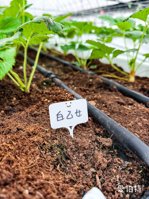 桃園大園親子採草莓推薦｜青青草莓蔬果農場，溫室無毒餵動物一日遊 @愛伯特