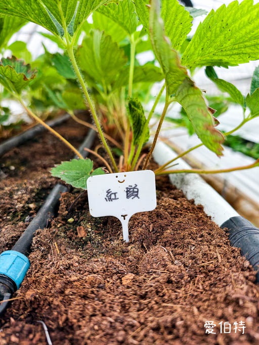 桃園大園親子採草莓推薦｜青青草莓蔬果農場，溫室無毒餵動物一日遊 @愛伯特