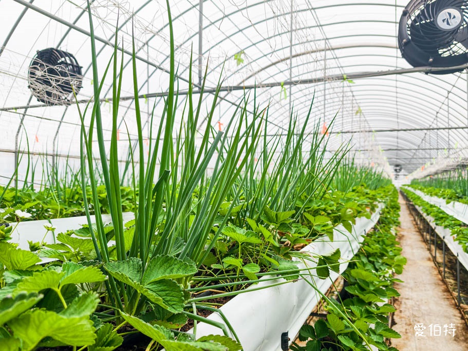 桃園大園親子採草莓推薦｜青青草莓蔬果農場，溫室無毒餵動物一日遊 @愛伯特