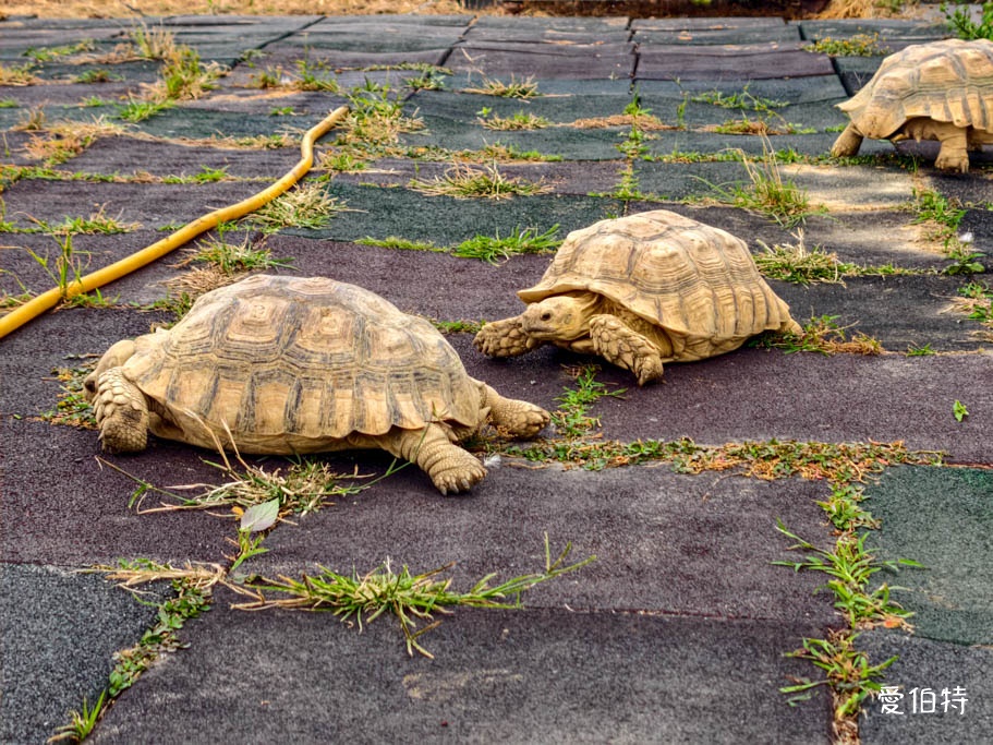 桃園大園親子採草莓推薦｜青青草莓蔬果農場，溫室無毒餵動物一日遊 @愛伯特