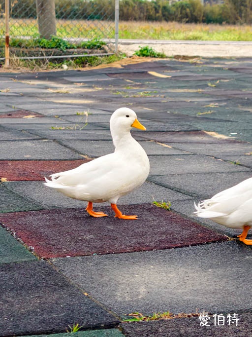 桃園大園親子採草莓推薦｜青青草莓蔬果農場，溫室無毒餵動物一日遊 @愛伯特