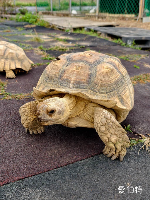 桃園大園親子採草莓推薦｜青青草莓蔬果農場，溫室無毒餵動物一日遊 @愛伯特