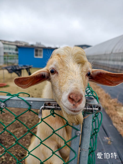 桃園大園親子採草莓推薦｜青青草莓蔬果農場，溫室無毒餵動物一日遊 @愛伯特
