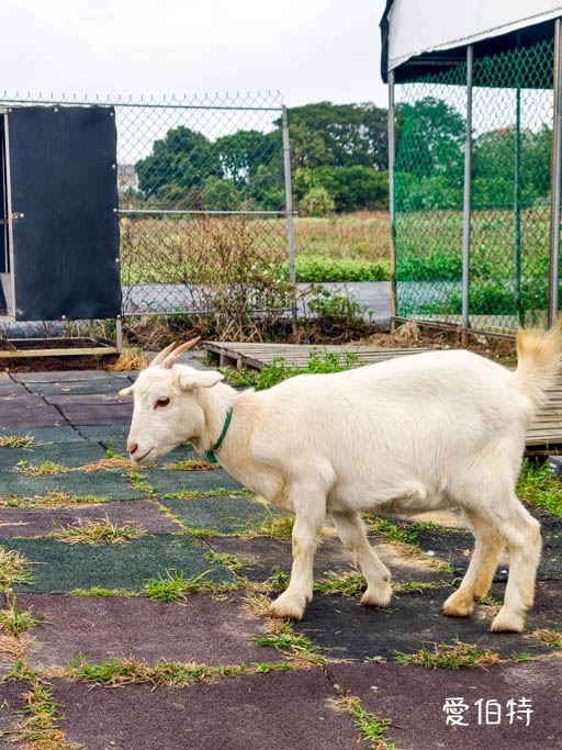 桃園大園親子採草莓推薦｜青青草莓蔬果農場，溫室無毒餵動物一日遊 @愛伯特