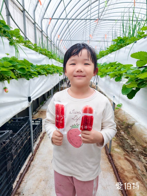 桃園大園親子採草莓推薦｜青青草莓蔬果農場，溫室無毒餵動物一日遊 @愛伯特