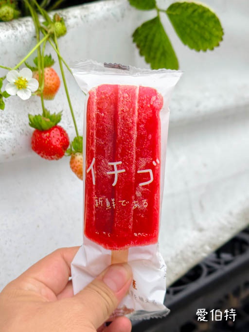 桃園大園親子採草莓推薦｜青青草莓蔬果農場，溫室無毒餵動物一日遊 @愛伯特