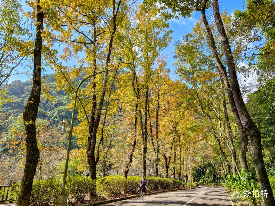 桃園大溪採草莓一日遊｜落羽松賞楓、必吃美食懶人包 @愛伯特