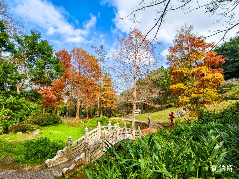 桃園大溪採草莓一日遊｜落羽松賞楓、必吃美食懶人包 @愛伯特