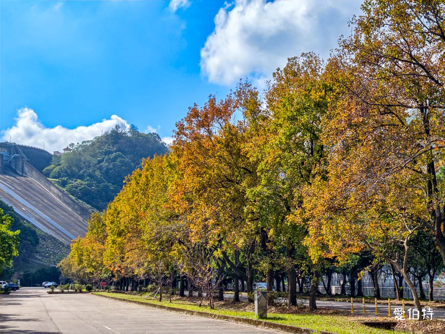 桃園大溪採草莓一日遊｜落羽松賞楓、必吃美食懶人包 @愛伯特