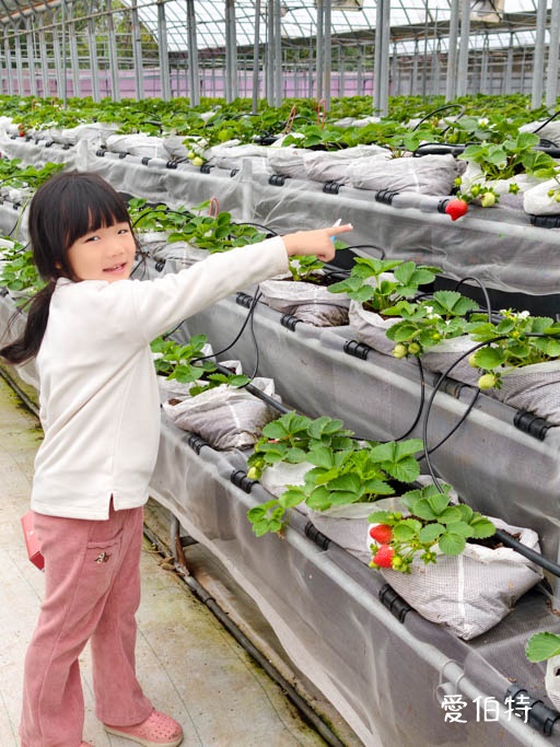 中壢青埔採草莓首選|草莓學校溫室無毒栽植,親子DIY半日遊 @愛伯特
