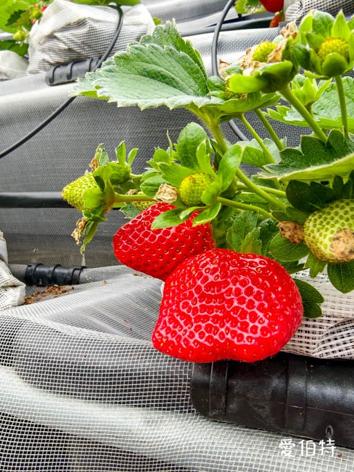 中壢青埔採草莓首選|草莓學校溫室無毒栽植,親子DIY半日遊 @愛伯特