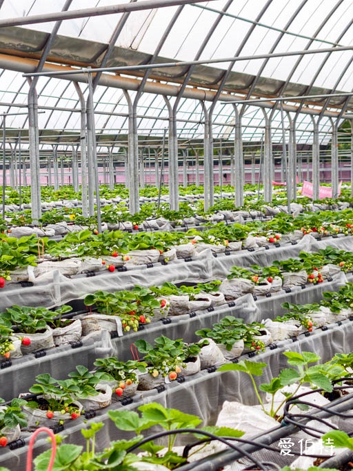 中壢青埔採草莓首選｜草莓學校溫室無毒栽植，親子DIY半日遊 @愛伯特