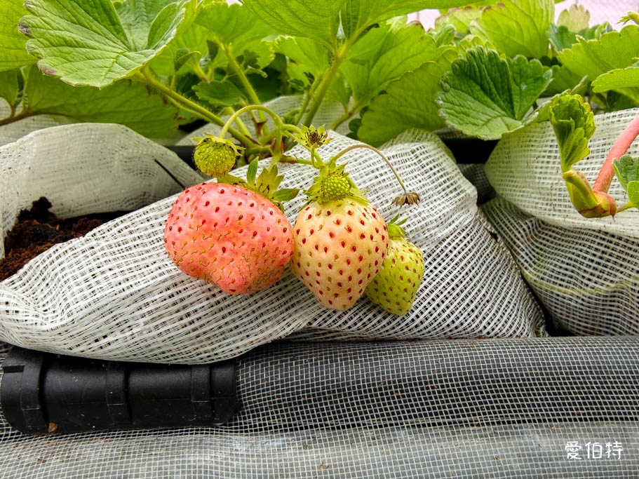 中壢青埔採草莓首選|草莓學校溫室無毒栽植,親子DIY半日遊 @愛伯特