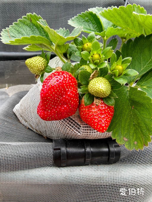 中壢青埔採草莓首選|草莓學校溫室無毒栽植,親子DIY半日遊 @愛伯特