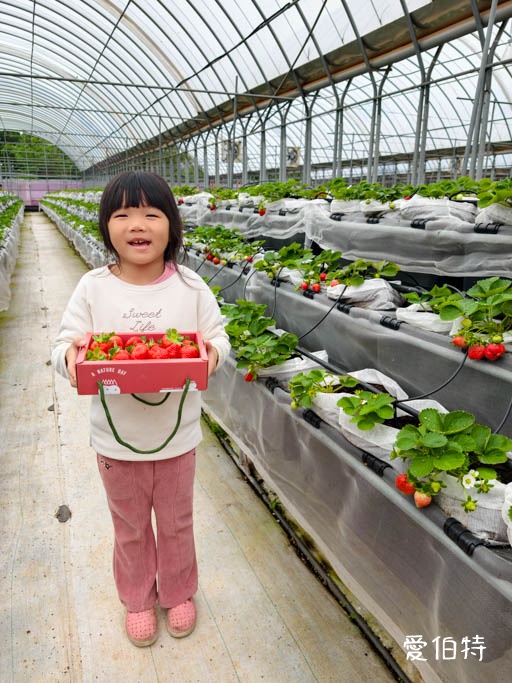 中壢青埔採草莓首選|草莓學校溫室無毒栽植,親子DIY半日遊 @愛伯特