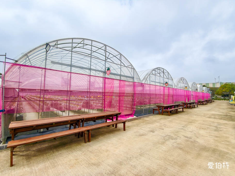 中壢青埔採草莓首選|草莓學校溫室無毒栽植,親子DIY半日遊 @愛伯特
