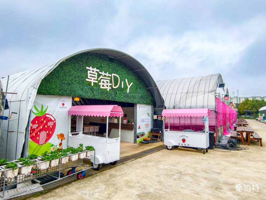 中壢青埔採草莓首選|草莓學校溫室無毒栽植,親子DIY半日遊 @愛伯特
